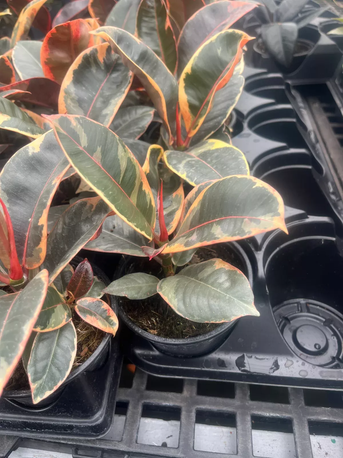 Variegated Rubber Tree