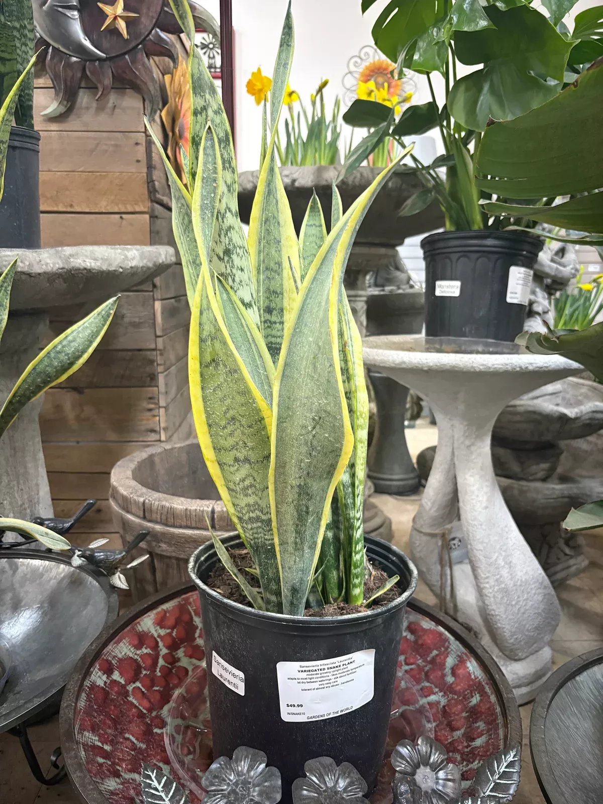 variegated-snake-plant Variegated Snake Plant
