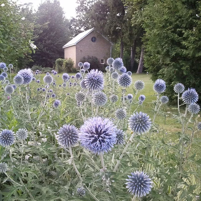 veitch-s-blue-echinops Veitch's Blue Echinops