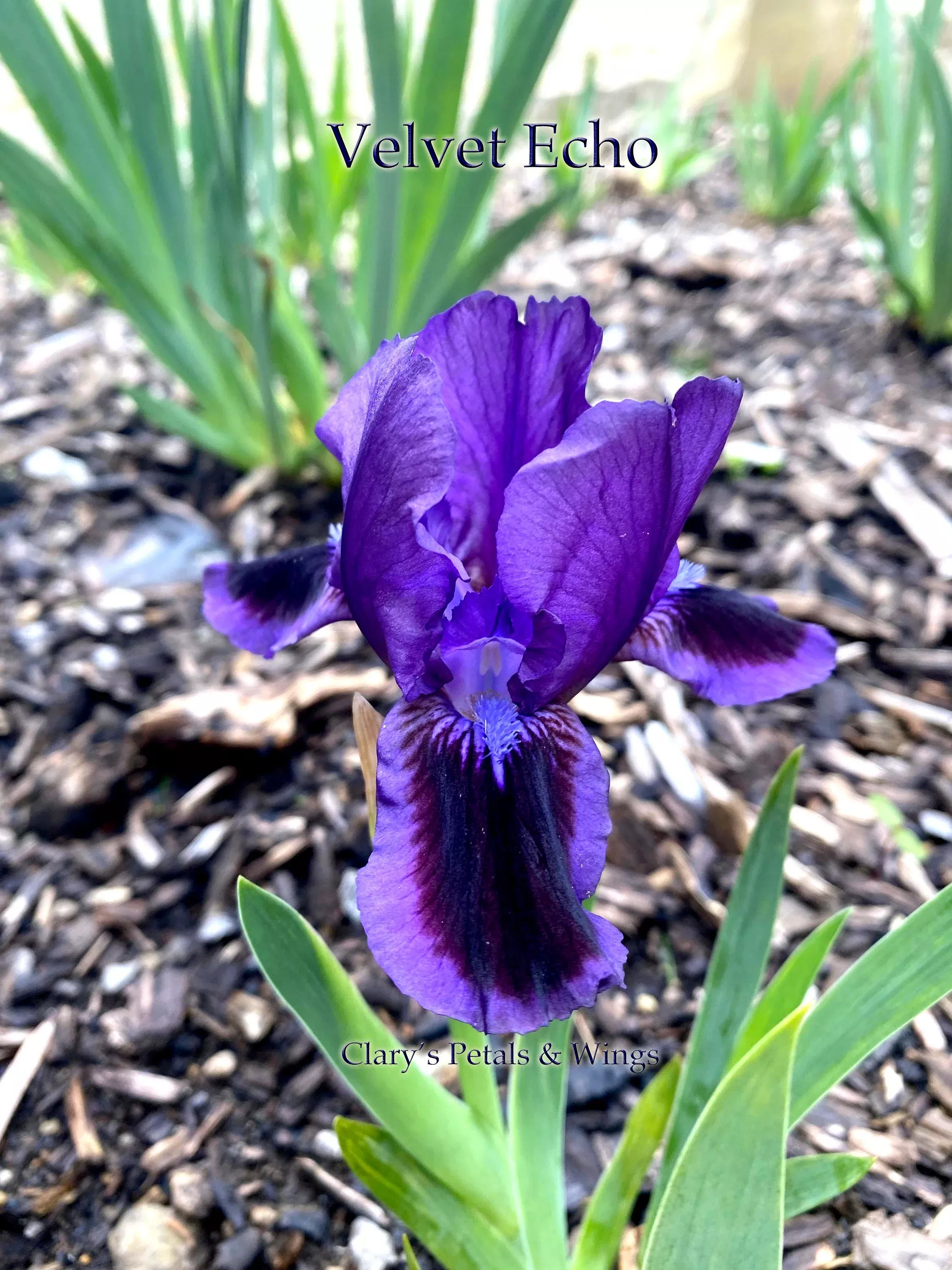 velvet-echo-2004-sdb-reblooming-fragrant VELVET ECHO - 2004 - SDB - Reblooming & Fragrant