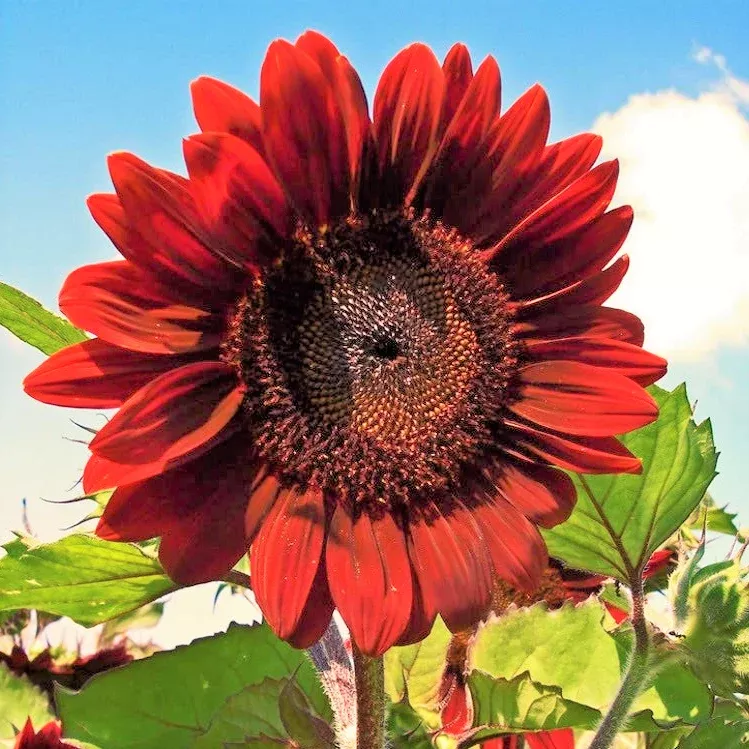 velvet-queen-sunflower Velvet Queen Sunflower