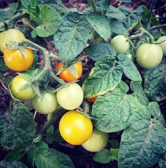 Venus Tomato