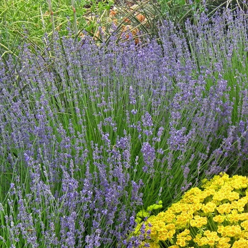 vera-english-lavender Vera English Lavender