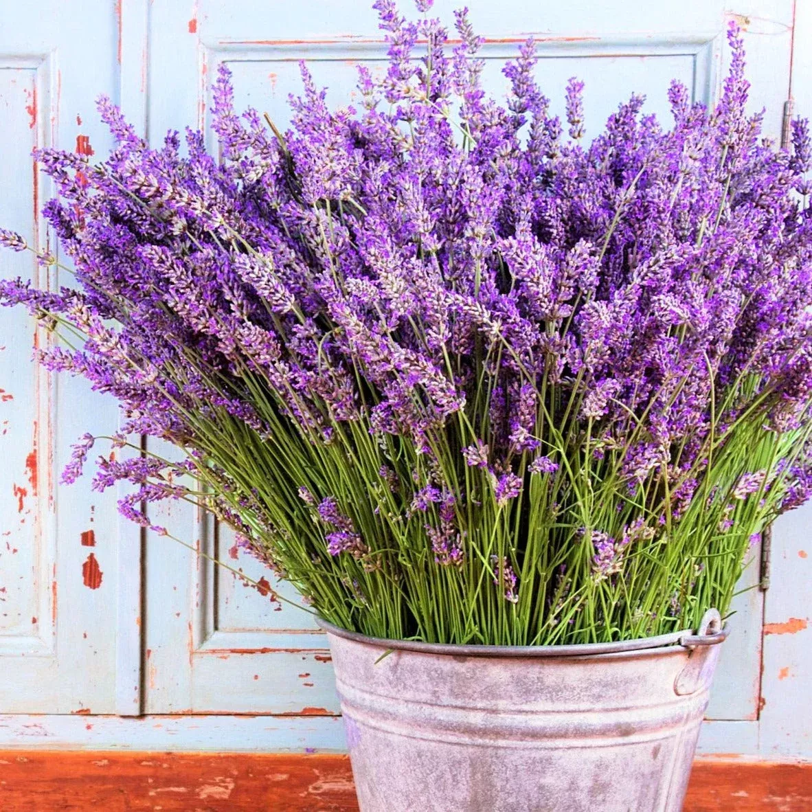 Vera Lavender