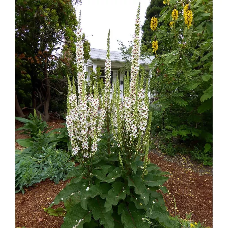 verbascum-chaixii-wedding-candles Verbascum chaixii – Wedding Candles