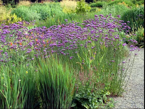 Verbena Bonariensis