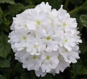 verbena-endurascape-white-ppaf-10-ct-flat Verbena 'EnduraScape White' PPAF (10)ct Flat