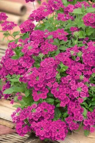 verbena-estrella-dark-purple Verbena (Estrella Dark purple)