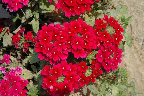 verbena-estrella-merlot Verbena (Estrella Merlot)