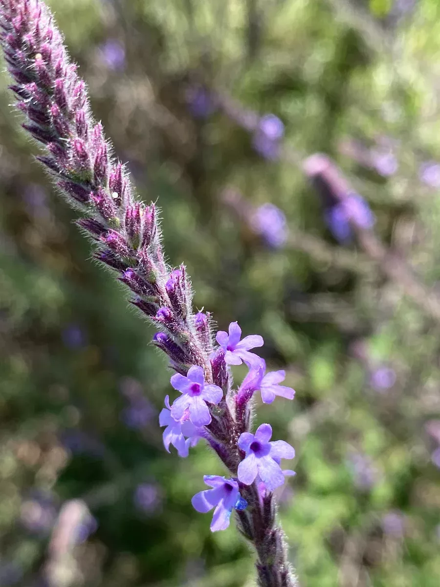 Verbena lasiostachys Vervain