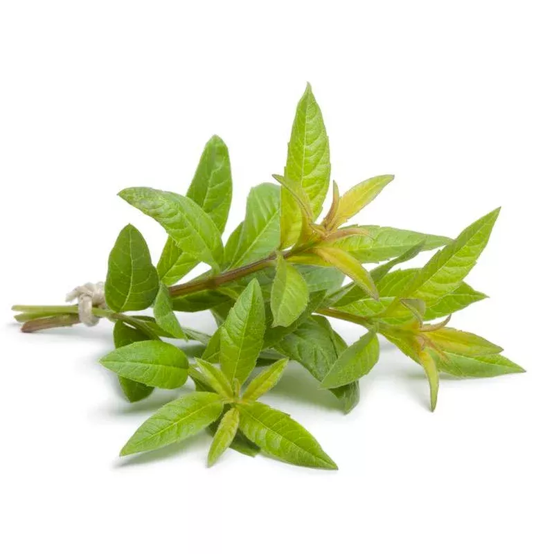 Verbena, Lemon