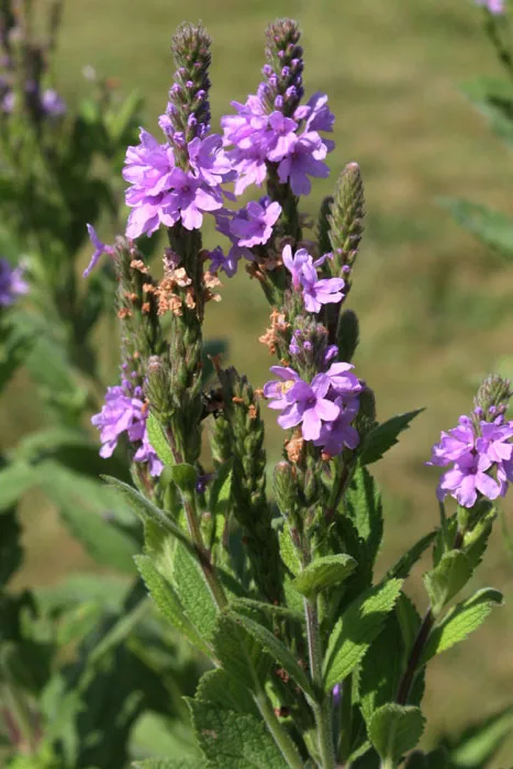 verbena-stricta-hoary-vervain Verbena stricta - Hoary Vervain