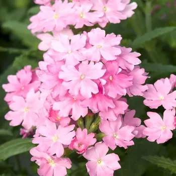 Verbena (Velox Pink)