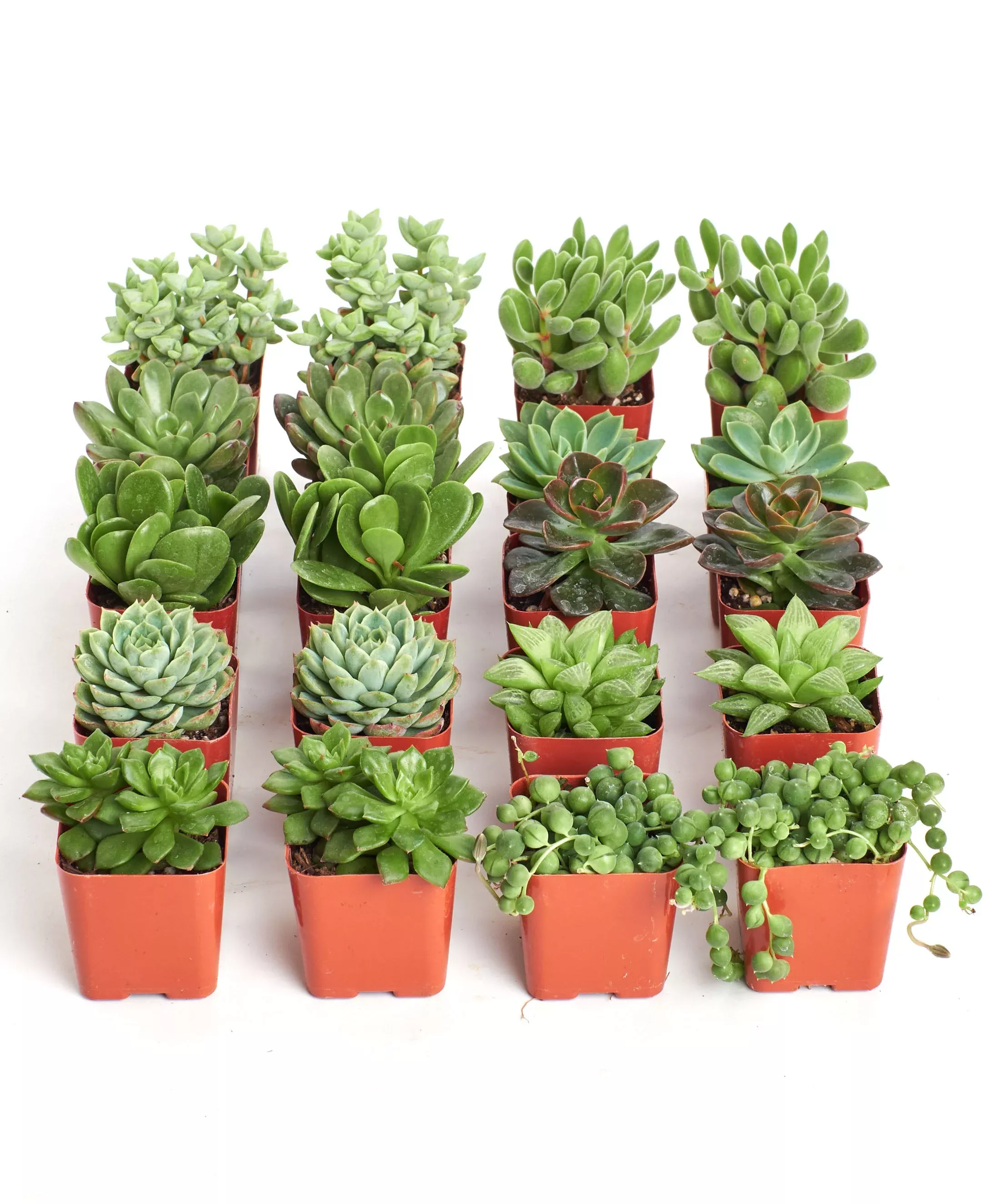 verde-mini-succulent-collection Verde Mini Succulent Collection