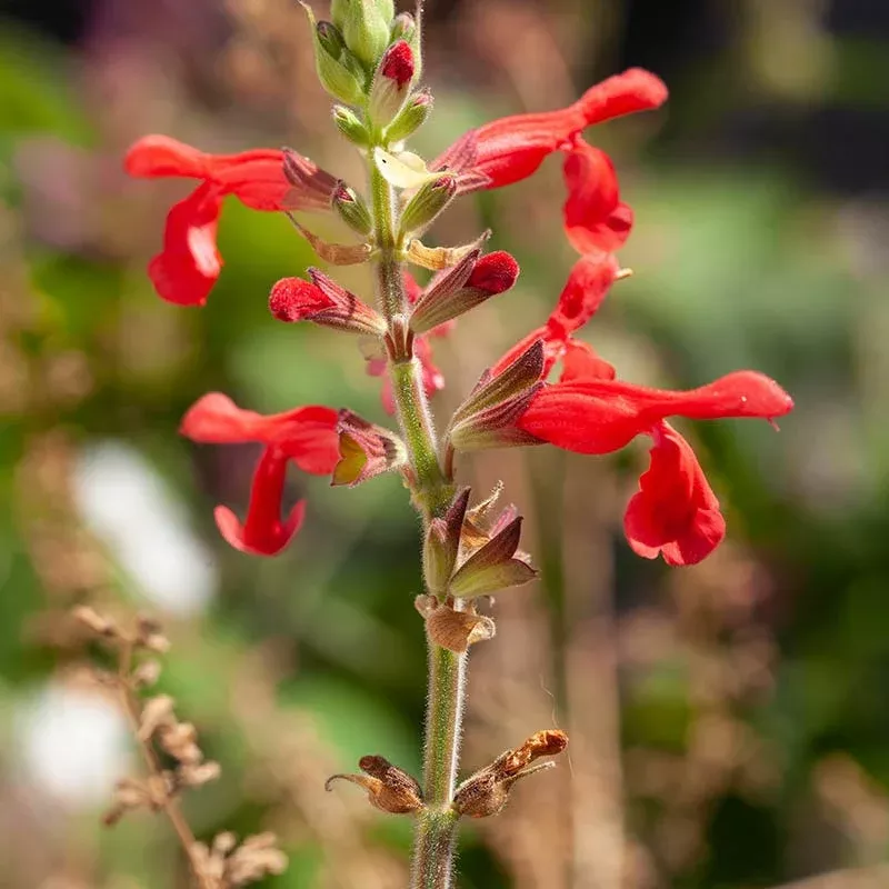 vermilion-bluffs-mexican-salvia Vermilion Bluffs Mexican Salvia