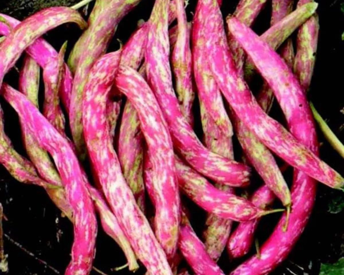 vermont-cranberry-bean-seeds Vermont Cranberry Bean Seeds
