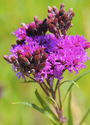 vernonia-fasciculata-ironweed Vernonia fasciculata - Ironweed