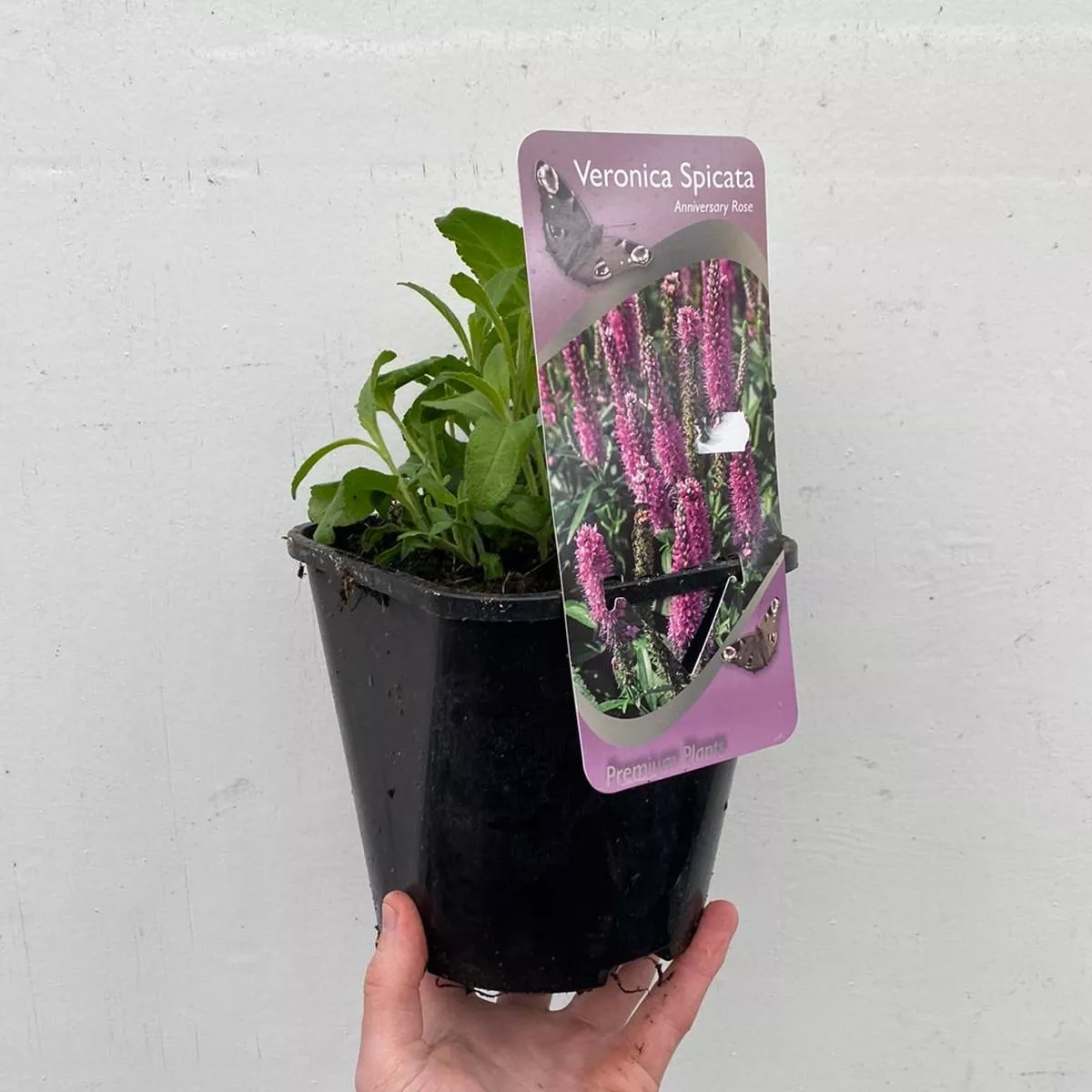 veronica-anniversary-pink-9cm-2l-3-x-2l-pots Veronica Anniversary Pink’ 9cm/2L – 3 x 2L Pots