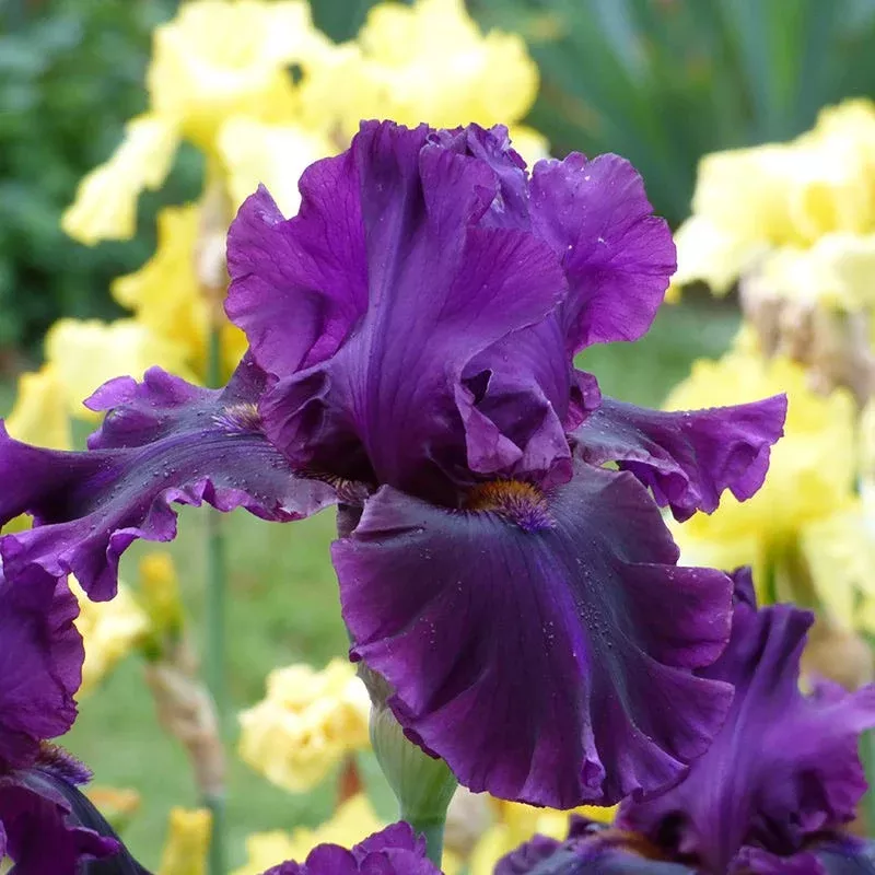 veronica-bearded-iris For Veronica Bearded Iris