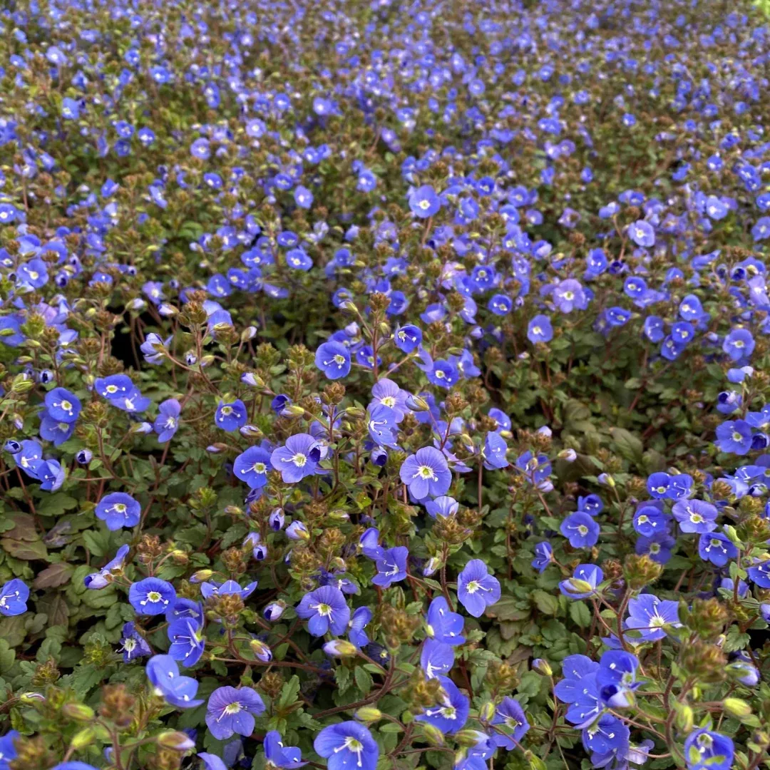veronica-georgia-blue Veronica 'Georgia Blue'