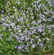 Veronica liwanensis (10)ct Flat