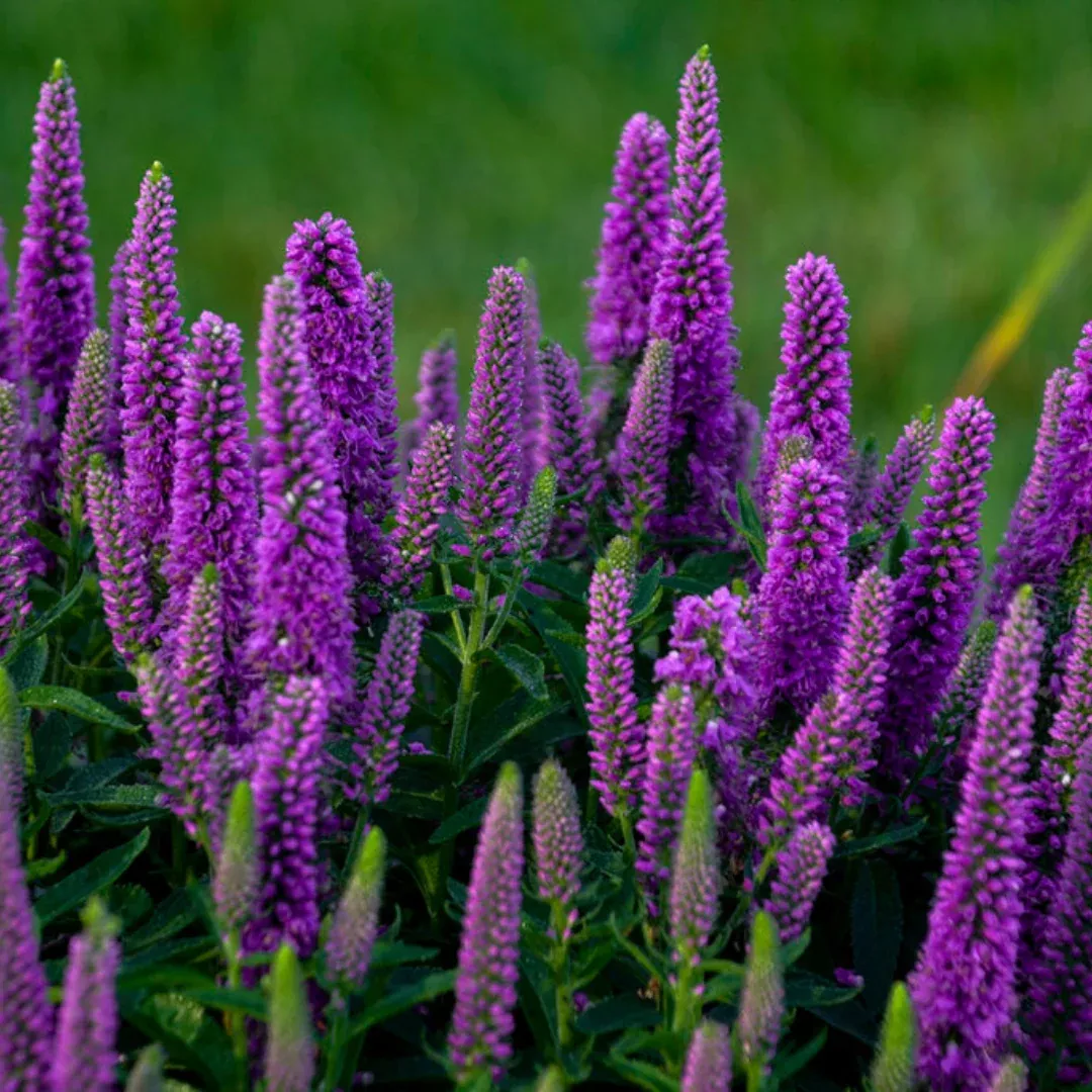 veronica-magic-show-purple-illusion Veronica 'Magic Show Purple Illusion'