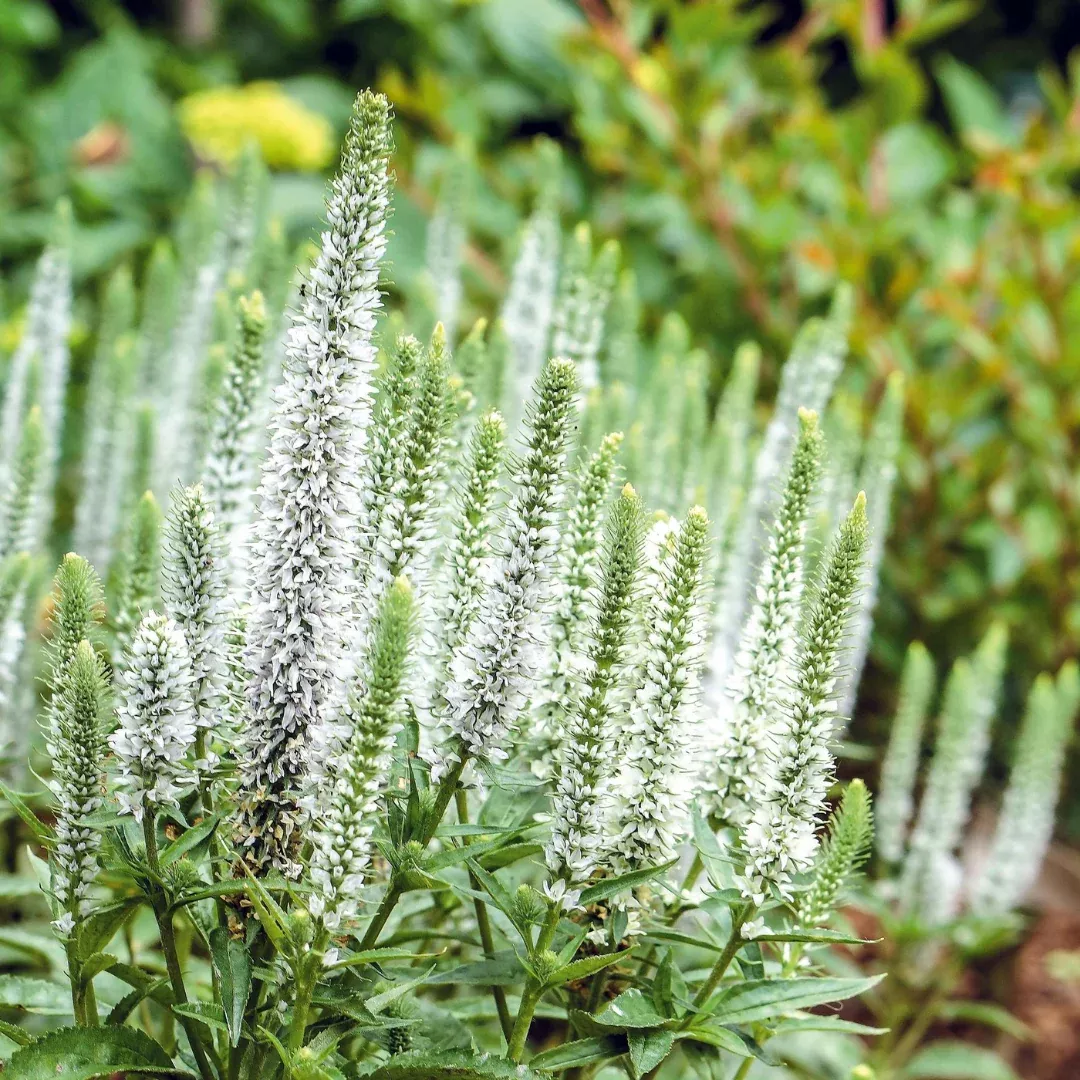 veronica-magic-show-white-wands Veronica 'Magic Show White Wands'