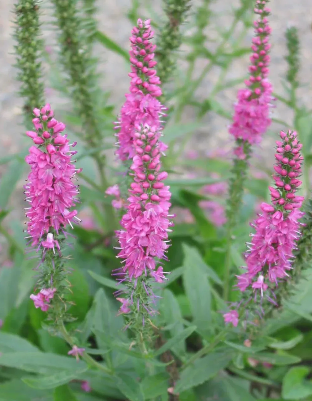 Veronica Speedwell 'Red Fox'