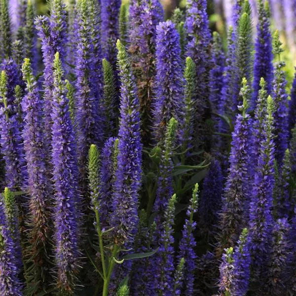Veronica Speedwell 'Royal Candles'