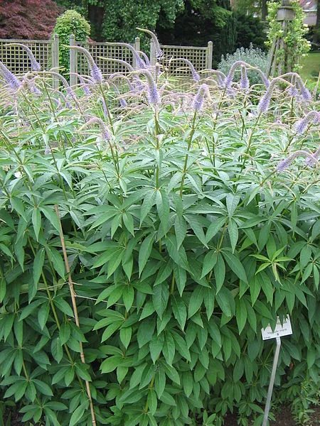 veronicastrum-virginicum-culvers-root Veronicastrum virginicum - Culvers Root