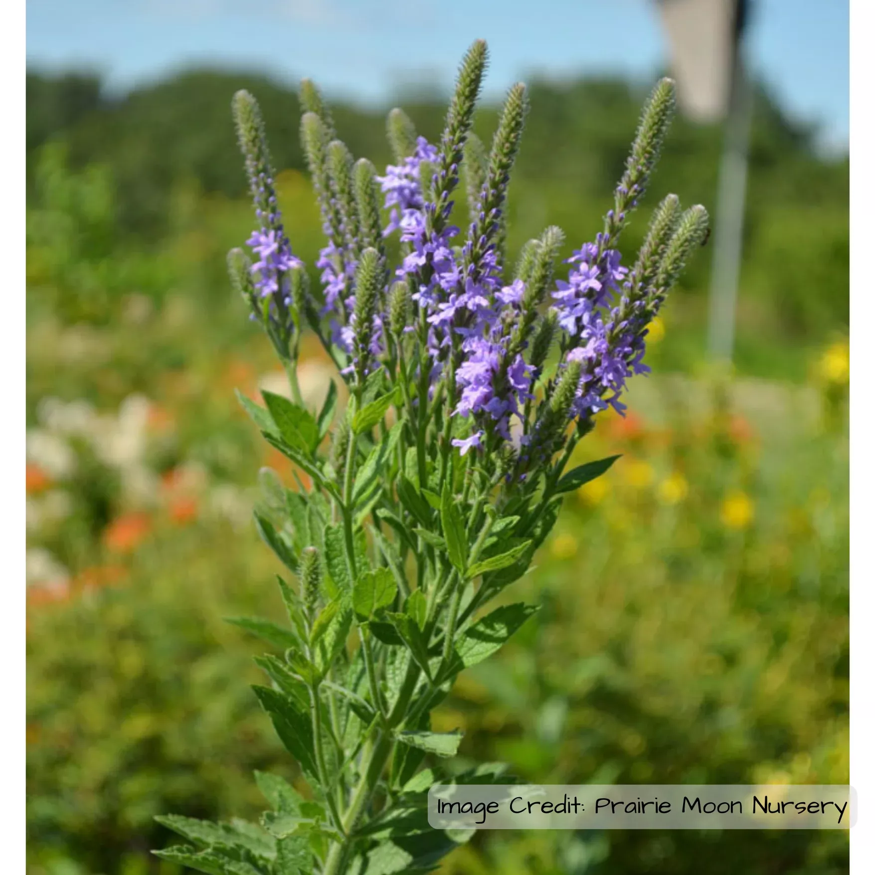 vervain-hoary-verbena-stricta Vervain: Hoary (Verbena stricta)