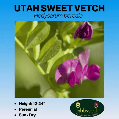 Vetch, Utah Sweet – Hedysarum boreale