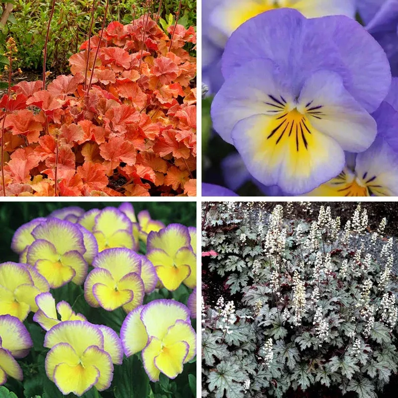 vibrant-shade-low-grow-plant-collection Vibrant Shade Low Grow Plant Collection