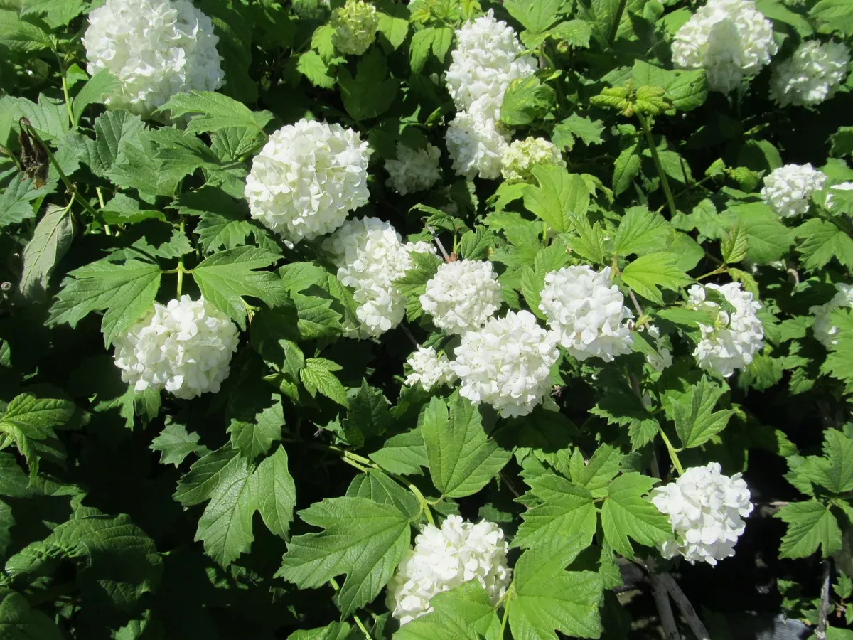 Viburnum: 'Snowball' - 2Gal (Jf)