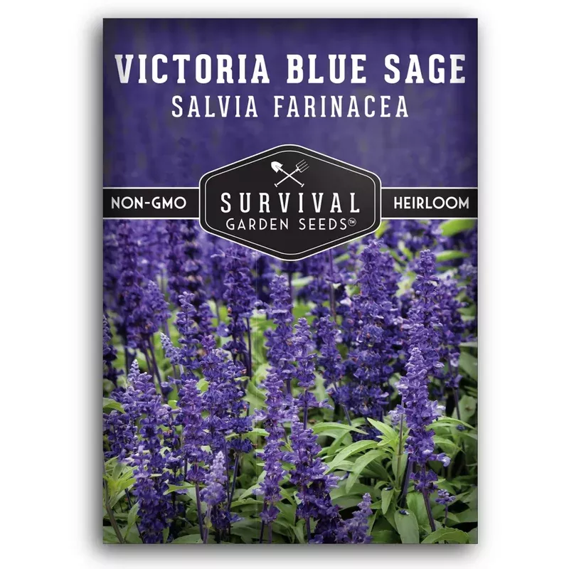 victoria-blue-sage-seeds-native-drought-tolerant-wildflower-pollinator-cut-flowe Victoria Blue Sage Seeds – Native Drought-Tolerant Wildflower for Pollinator & Cut-Flower Gardens
