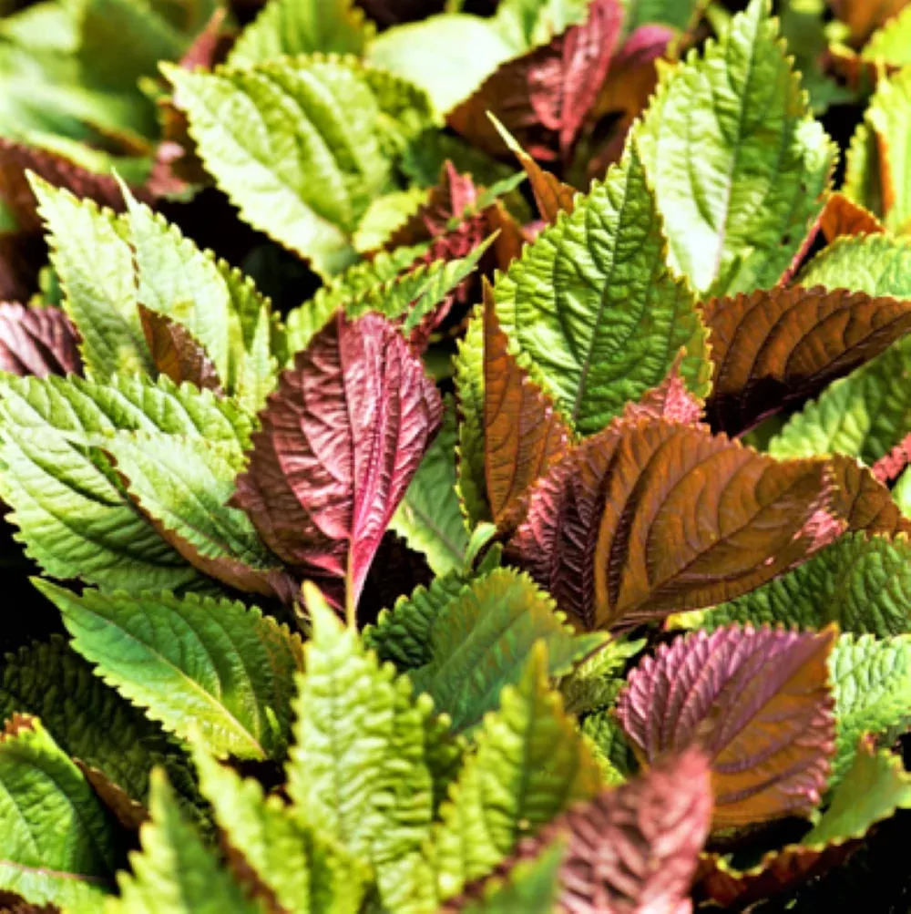 vietnamese-perilla-shiso Vietnamese Perilla (Shiso)