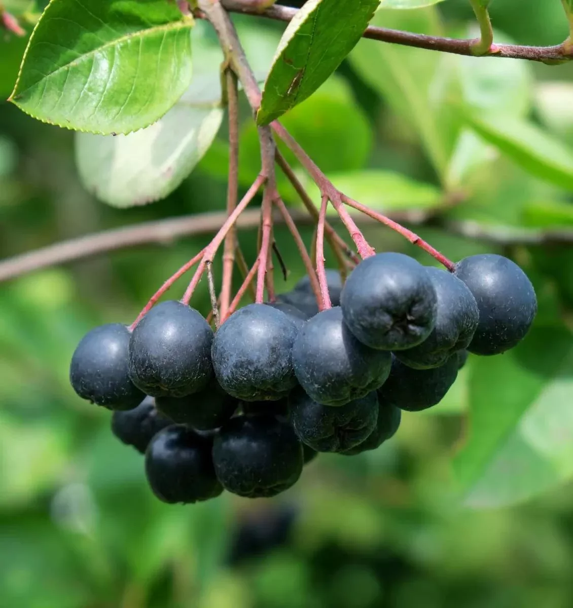 viking-aronia Viking Aronia