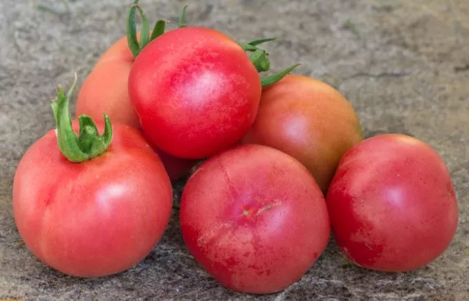 Vilmorin Peche Tomato