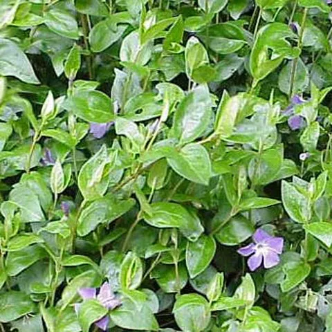 Vinca major - 3.5 inch Pots (Minimum Quantity: 25 Plants)