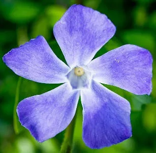 vinca-major-green-3-5-inch-pot Vinca major 'Green' (3.5 inch pot)