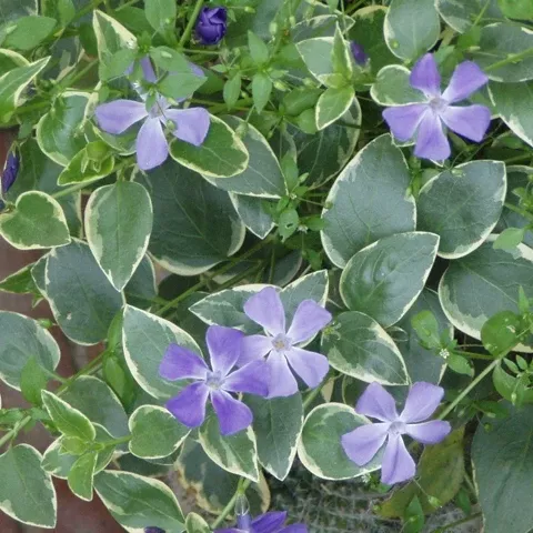 Vinca major 'Variegata' - 3.5 inch Pots (Minimum Quantity: 25 Plants)