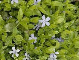 Vinca minor (2.5 inch pot)