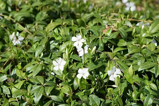 vinca-minor-alba-periwinkle Vinca minor Alba Periwinkle