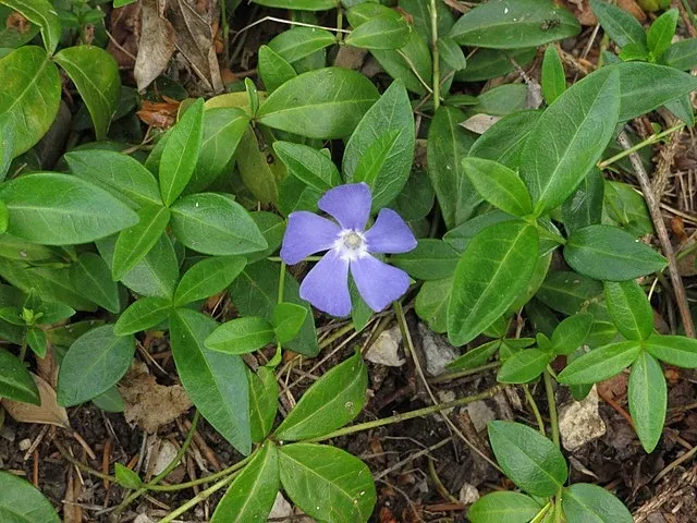 vinca-minor-periwinkle Vinca minor Periwinkle