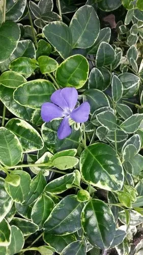 vinca-minor-ralph-shugart-10-ct-flat Vinca minor 'Ralph Shugart' (10)ct Flat