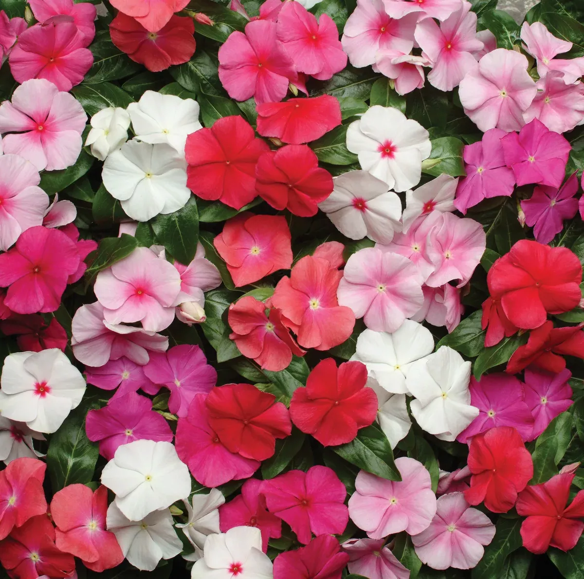 Vinca Pacifica XP Mix Seeds