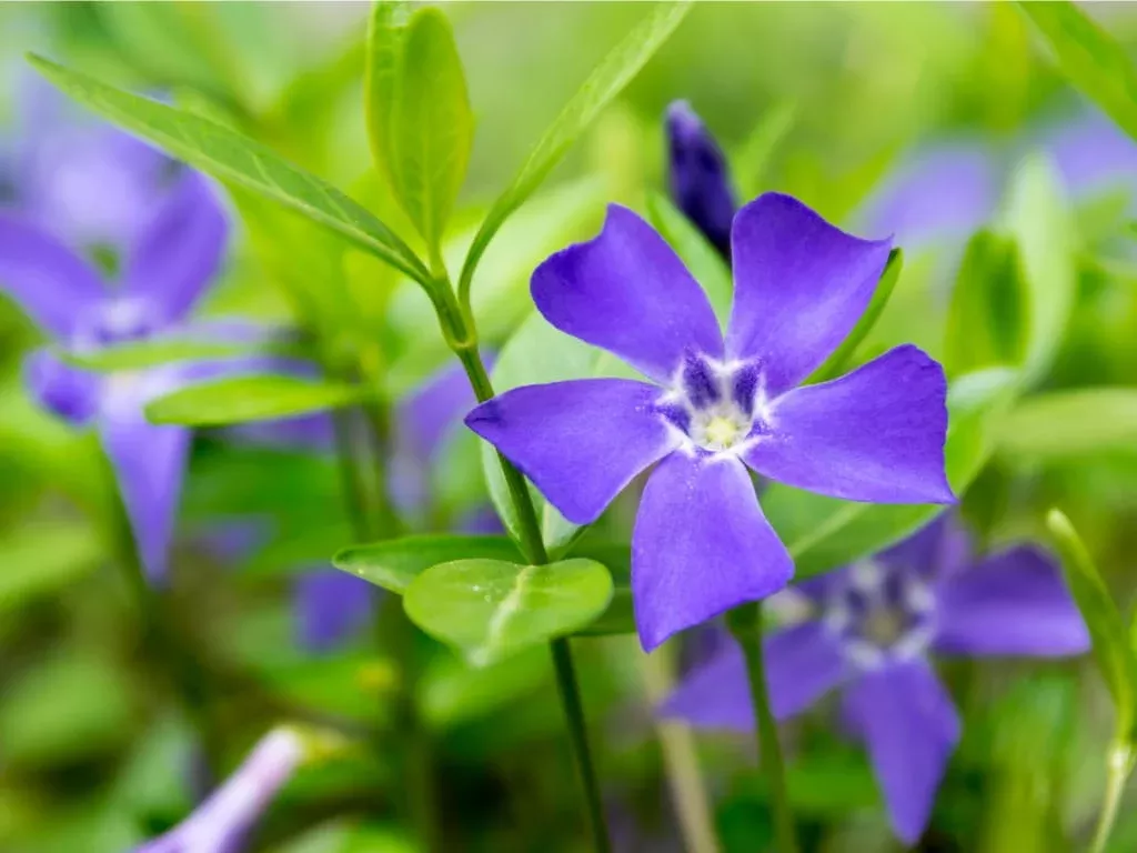 vinca-purple-periwinkle-9cm-bl Vinca: 'Purple Periwinkle' - 9cm (Bl)