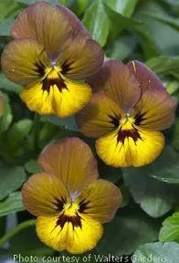 viola-irish-molly-30-ct-flat Viola 'Irish Molly' (30)ct Flat