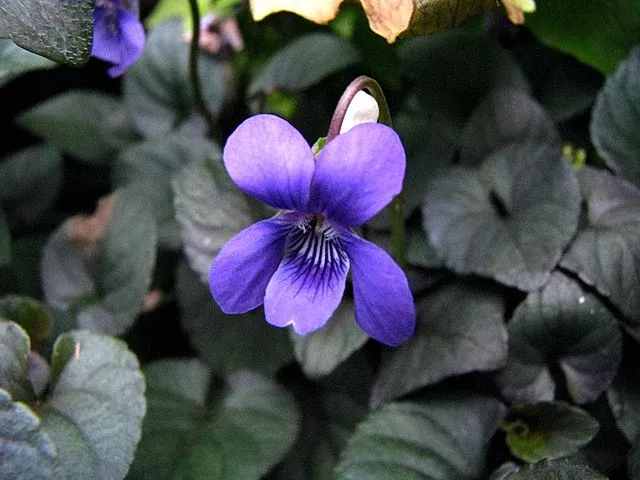 Viola labradorica Purple Labrador Violet