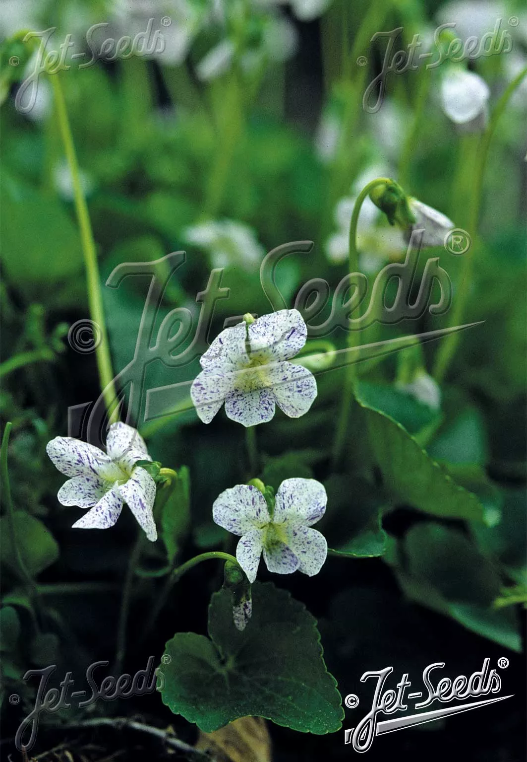 Viola sororia Freckles Violet